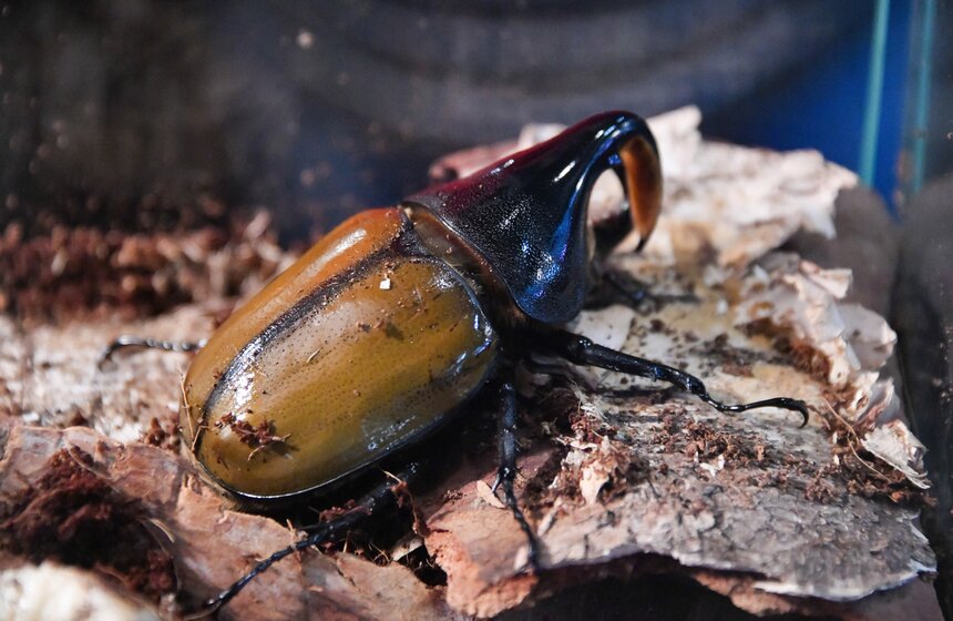Выставка гигантских пауков и жуков открылась в "Аптекарском огороде" 21 фото