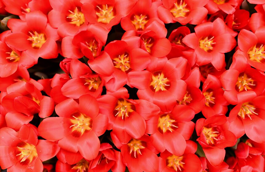 В Москве открылась выставка "Репетиция весны" 2 фото