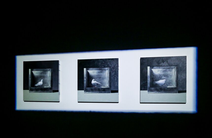 В Москве открылась выставка Мэта Коллишоу "Зона машин" 2 фото