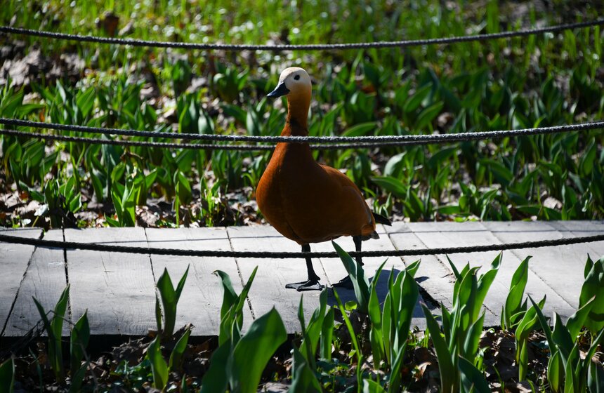 В "Аптекарском огороде" проходит XXI Весенний фестиваль цветов 13 фото