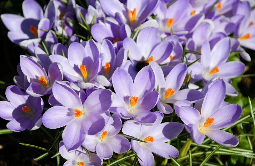 В "Аптекарском огороде" проходит XXI Весенний фестиваль цветов 18 фото