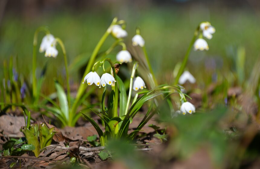 В "Аптекарском огороде" проходит XXI Весенний фестиваль цветов 4 фото