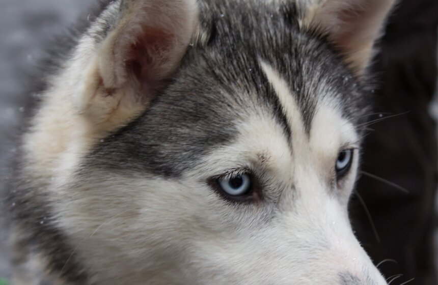 В парке искусств "Музеон" прошел фестиваль северных народов 3 фото