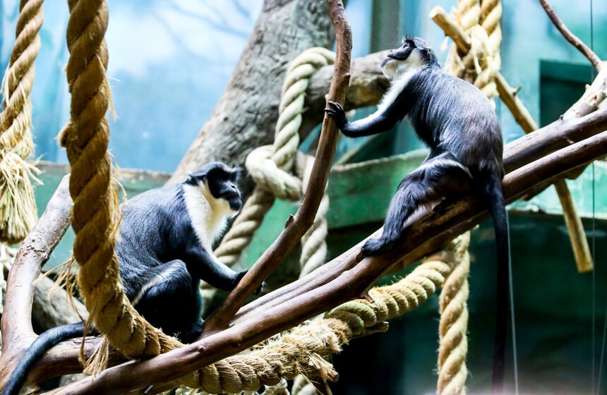 Два детеныша редкого львинохвостого макака родились в Московском зоопарке 3 фото