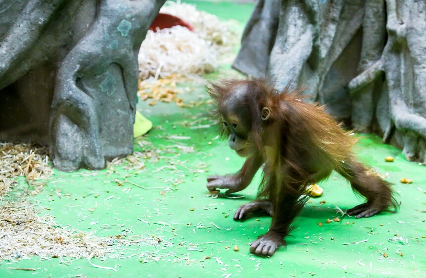 Два детеныша редкого львинохвостого макака родились в Московском зоопарке 12 фото