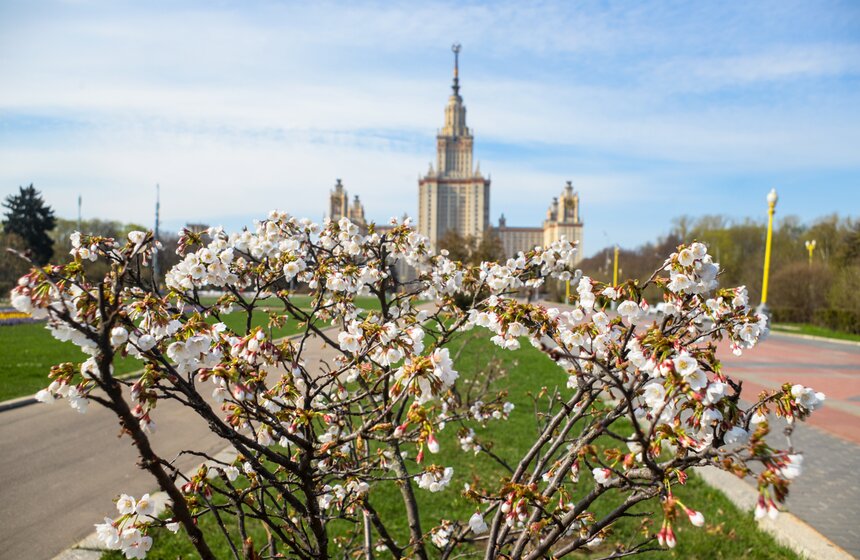 В "Японском саду" Главного ботанического сада цветет сакура 21 фото
