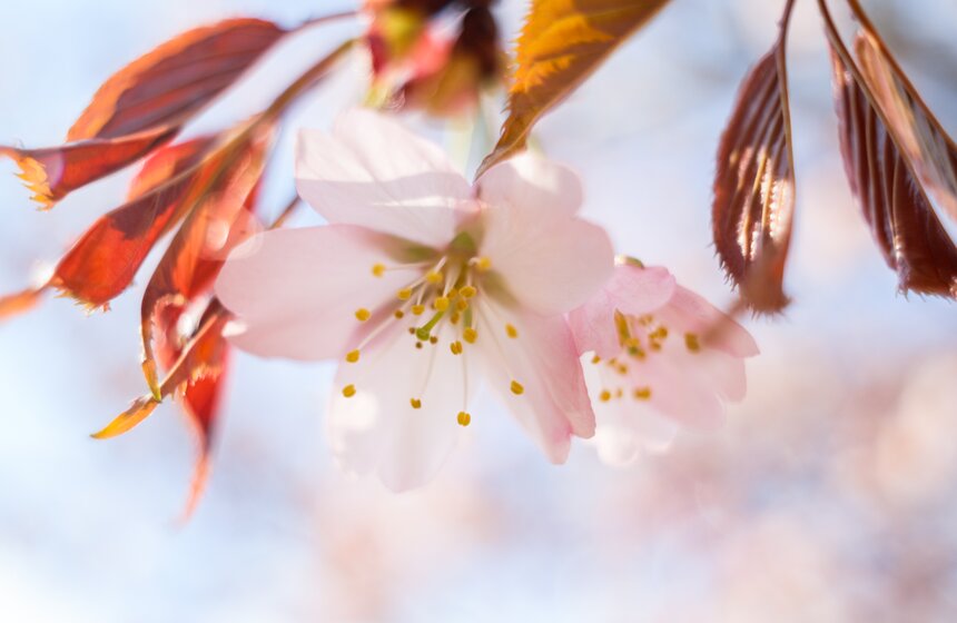В "Японском саду" Главного ботанического сада цветет сакура 19 фото