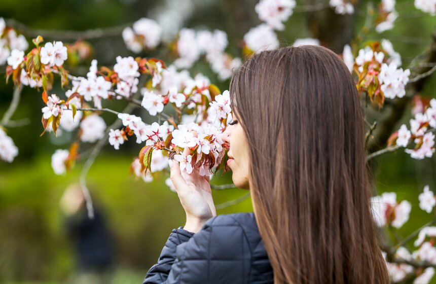 В "Японском саду" Главного ботанического сада цветет сакура 17 фото