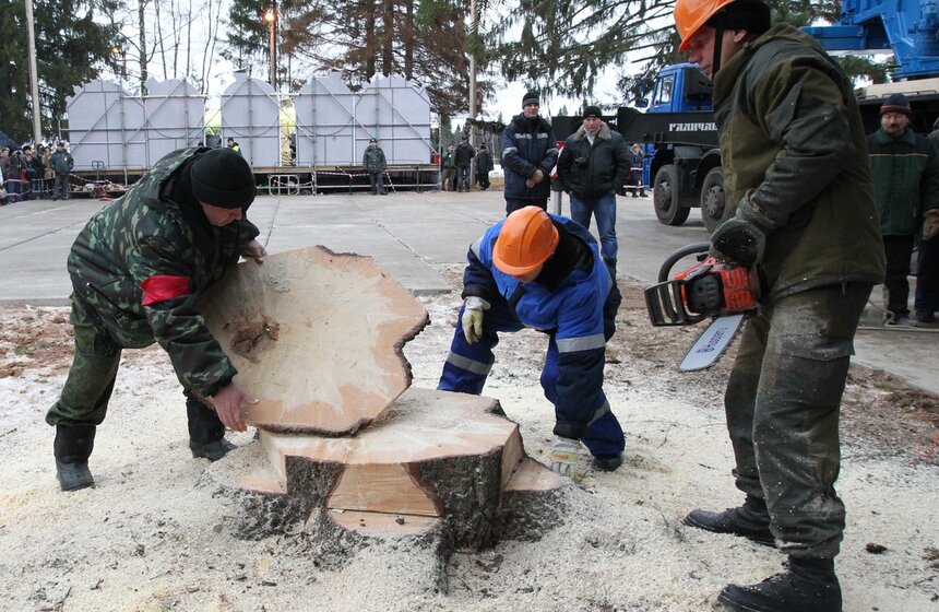 Главную новогоднюю ель страны спилили в Подмосковье 10 фото