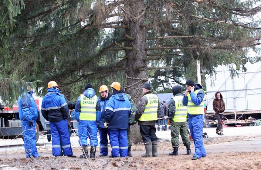 Главную новогоднюю ель страны спилили в Подмосковье 4 фото