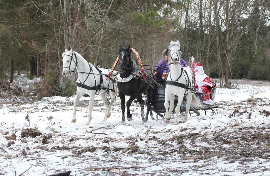 Главную новогоднюю ель страны спилили в Подмосковье 5 фото