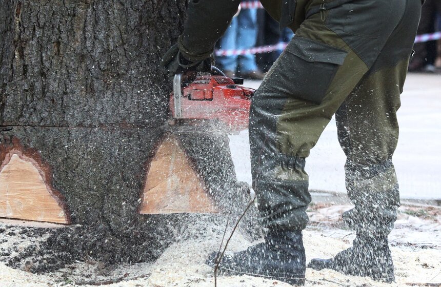 Главную новогоднюю ель страны спилили в Подмосковье 9 фото