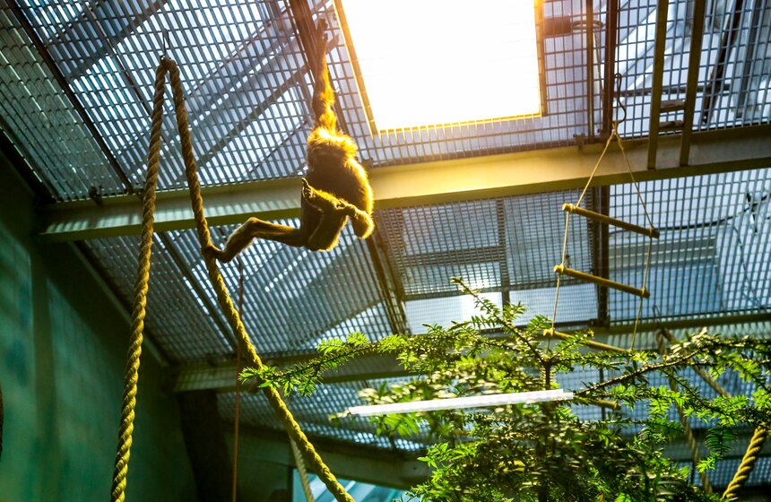 2 тыс елей и сосен принесли в Московский зоопарк 24 фото