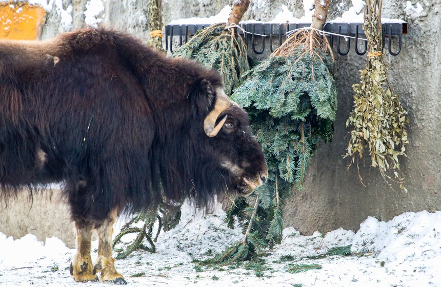 2 тыс елей и сосен принесли в Московский зоопарк 9 фото