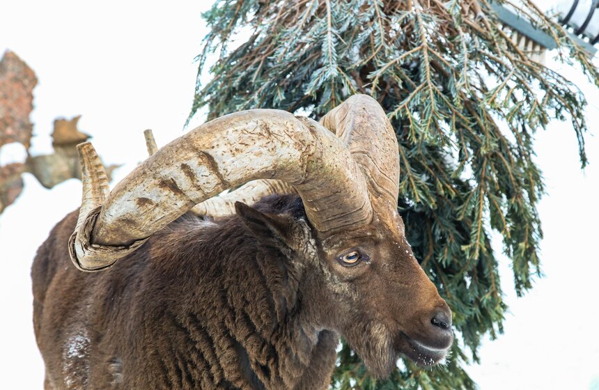 2 тыс елей и сосен принесли в Московский зоопарк 7 фото