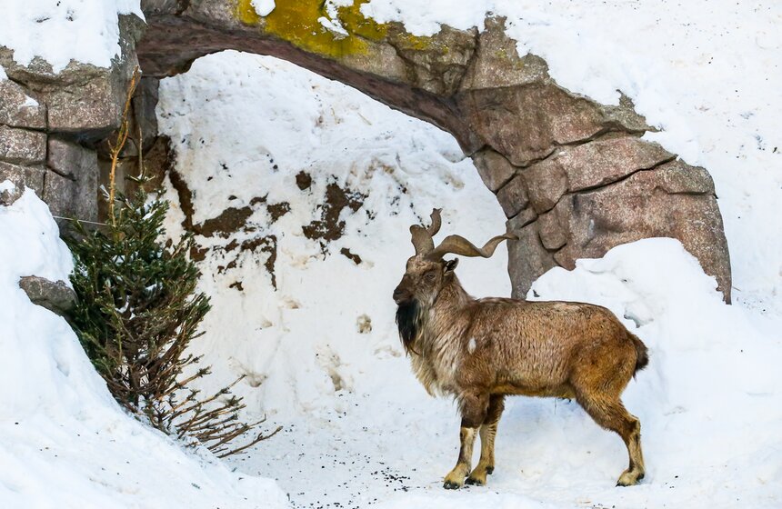 2 тыс елей и сосен принесли в Московский зоопарк 2 фото