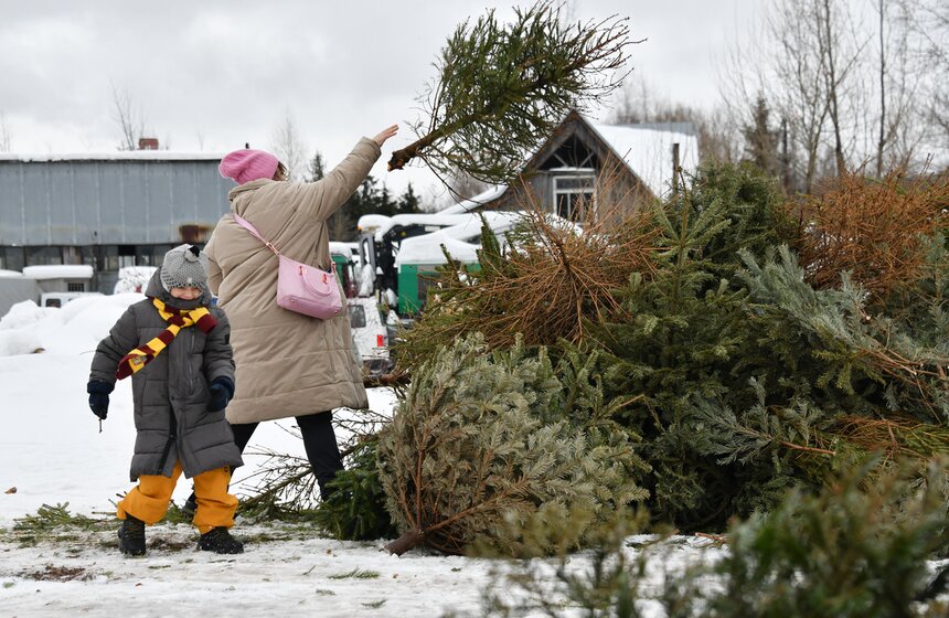 В Москве продолжается традиционная экологическая акция "Елочный круговорот" 2 фото
