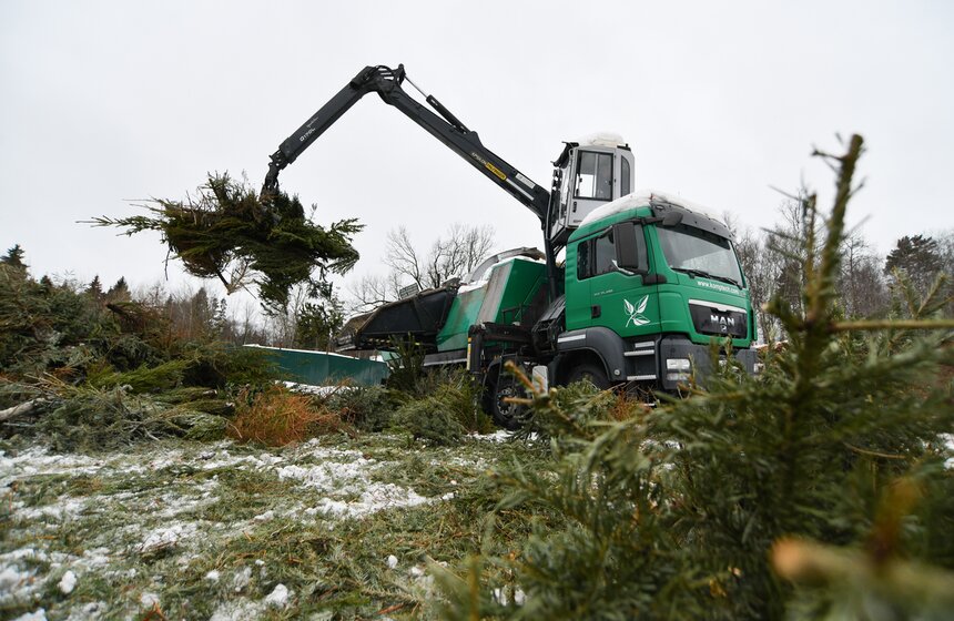 В Москве продолжается традиционная экологическая акция "Елочный круговорот" 17 фото