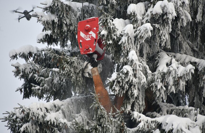 Главную новогоднюю ель России спилили в Подмосковье 3 фото