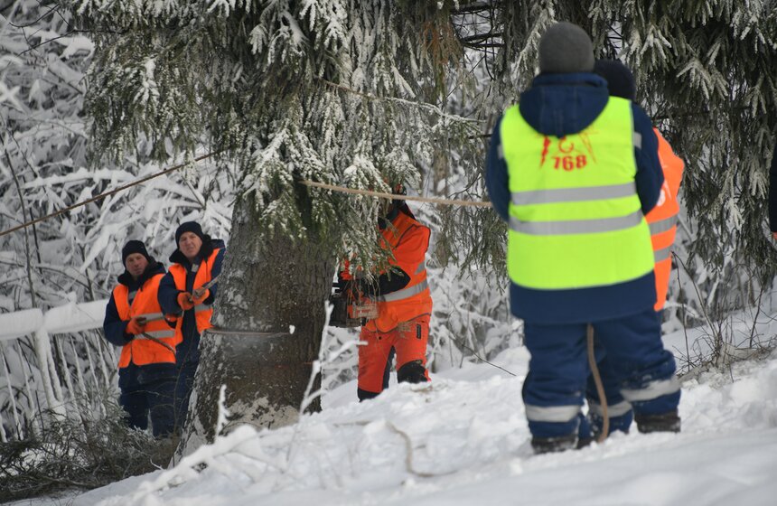 Главную новогоднюю ель России спилили в Подмосковье 4 фото