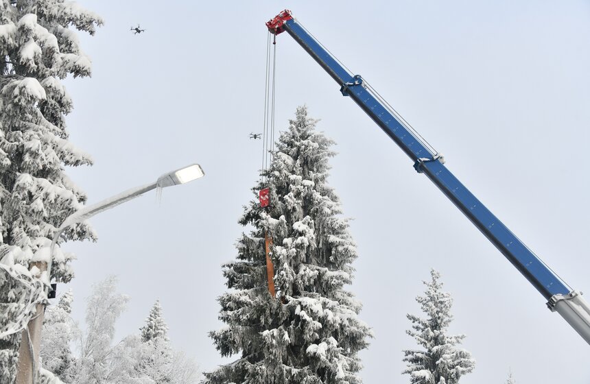 Главную новогоднюю ель России спилили в Подмосковье 1 фото