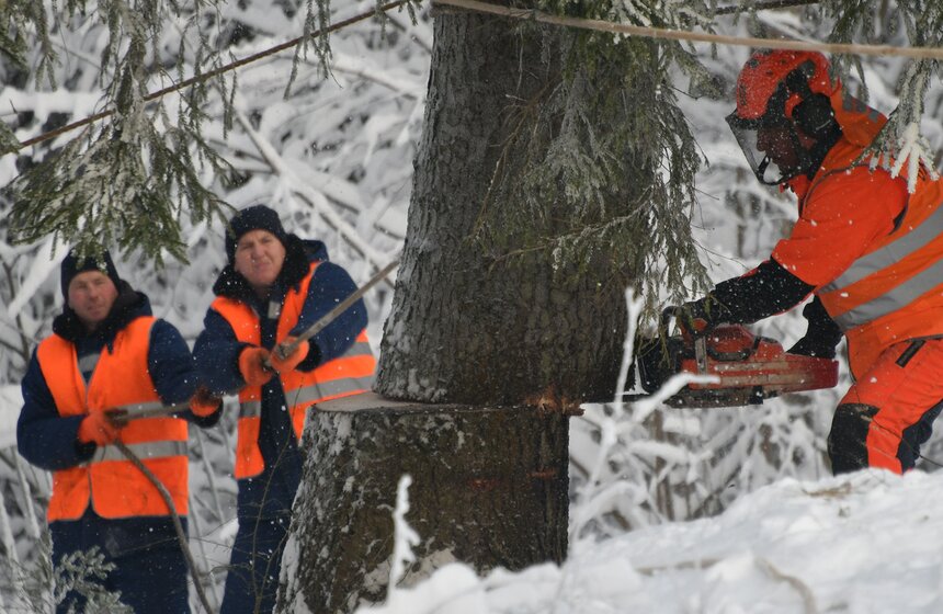 Главную новогоднюю ель России спилили в Подмосковье 5 фото