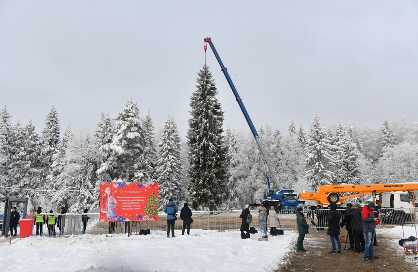 Главную новогоднюю ель России спилили в Подмосковье 11 фото