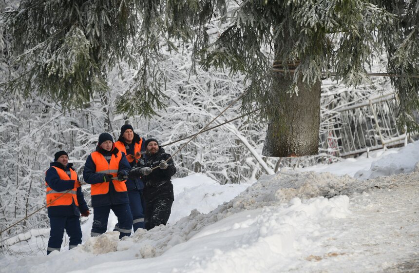 Главную новогоднюю ель России спилили в Подмосковье 7 фото