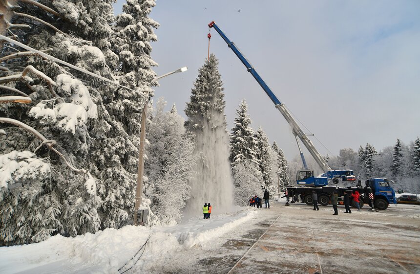 Главную новогоднюю ель России спилили в Подмосковье 15 фото