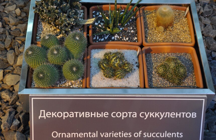 Фестиваль "Экзотическая зима" открылся в "Аптекарском огороде" 9 фото