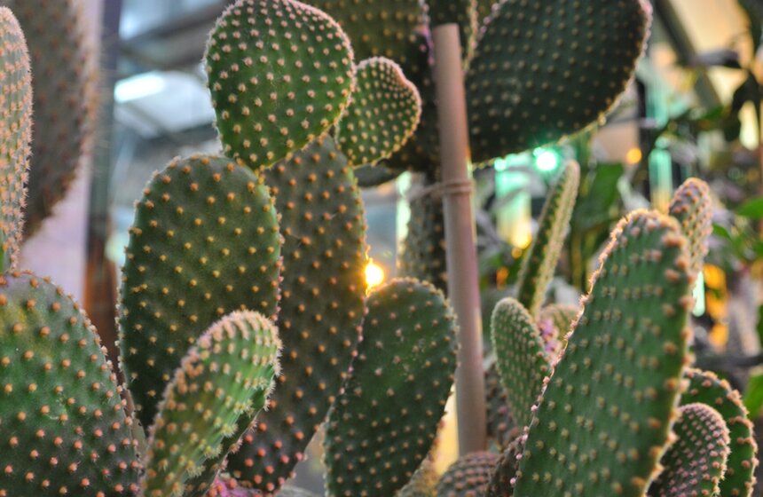 Фестиваль "Экзотическая зима" открылся в "Аптекарском огороде" 8 фото