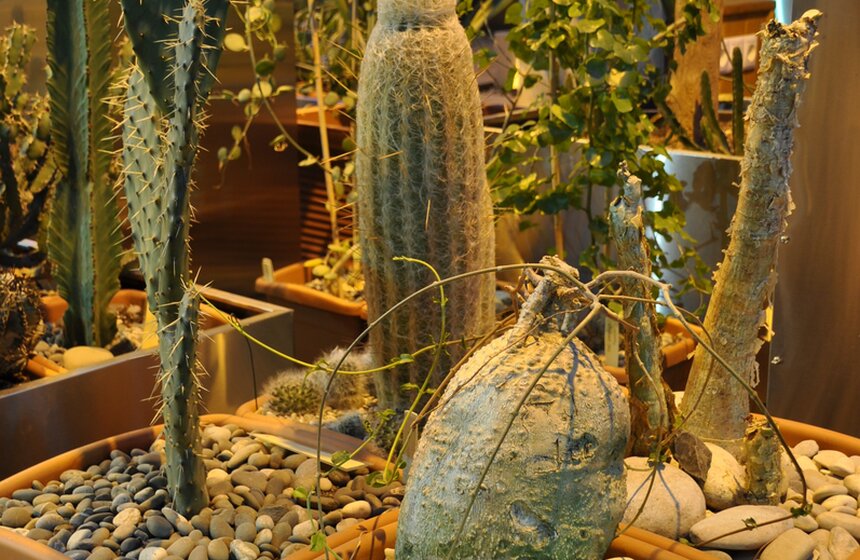 Фестиваль "Экзотическая зима" открылся в "Аптекарском огороде" 3 фото