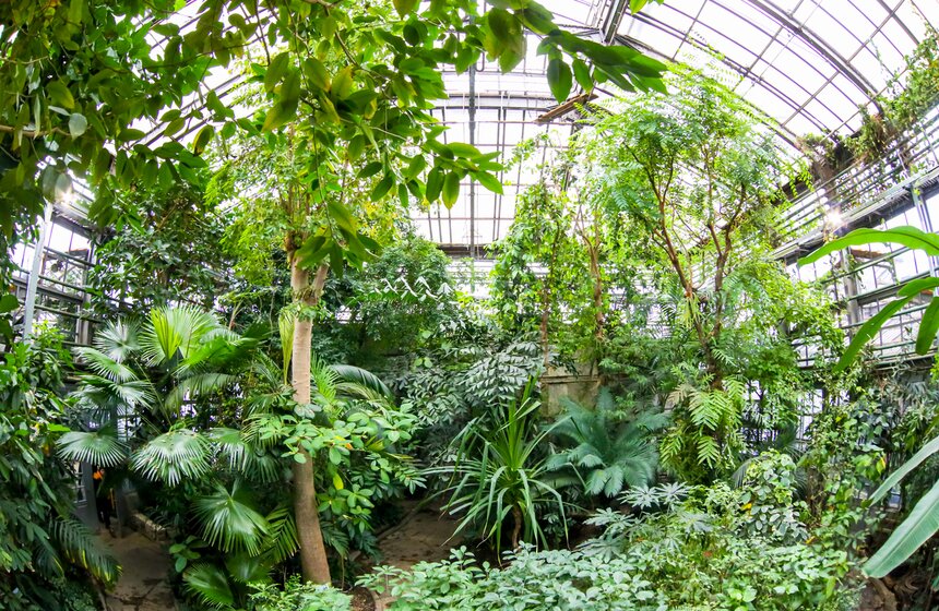 Старая Фондовая оранжерея Главного ботанического сада РАН закрывается на ремонт 5 фото