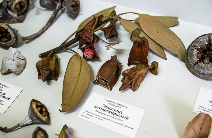 Старая Фондовая оранжерея Главного ботанического сада РАН закрывается на ремонт 22 фото