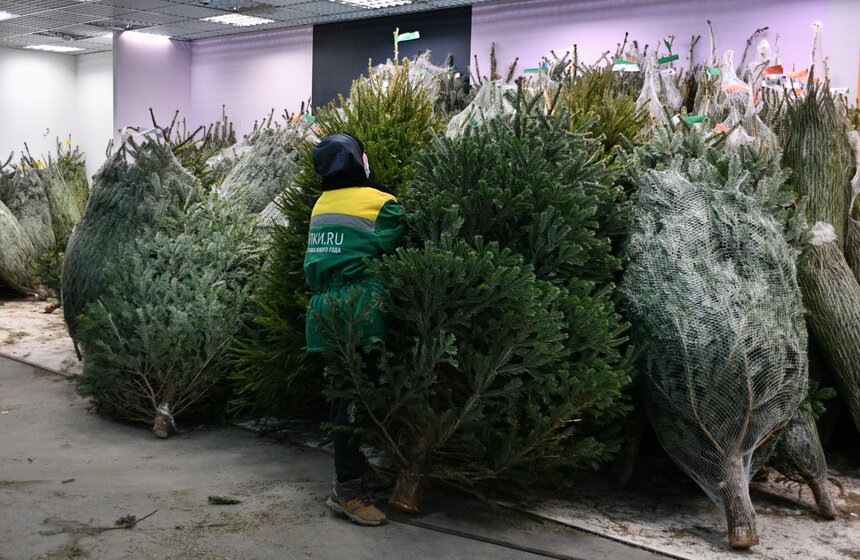 В Москве открылись елочные базары 15 фото