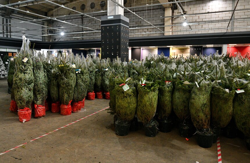 В Москве открылись елочные базары 20 фото