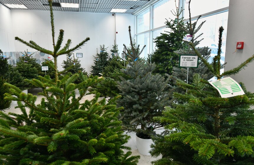 В Москве открылись елочные базары 12 фото