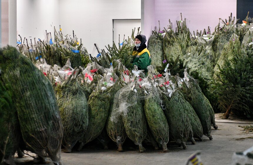 В Москве открылись елочные базары 14 фото