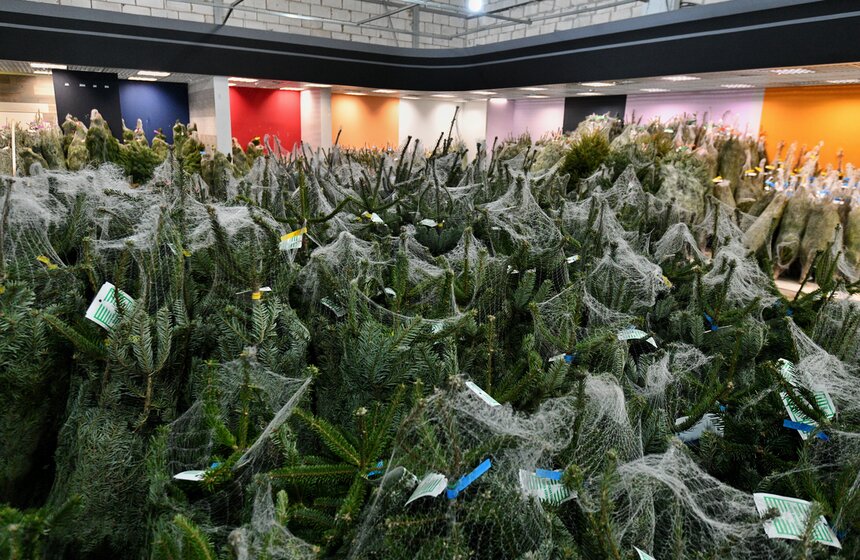В Москве открылись елочные базары 21 фото