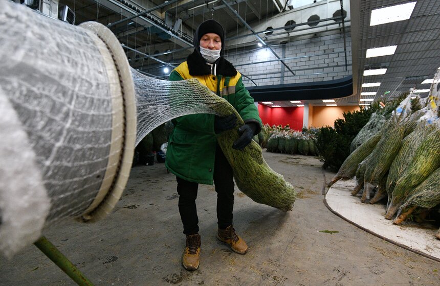 В Москве открылись елочные базары 19 фото