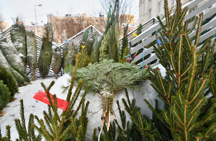 В Москве открылись елочные базары 9 фото