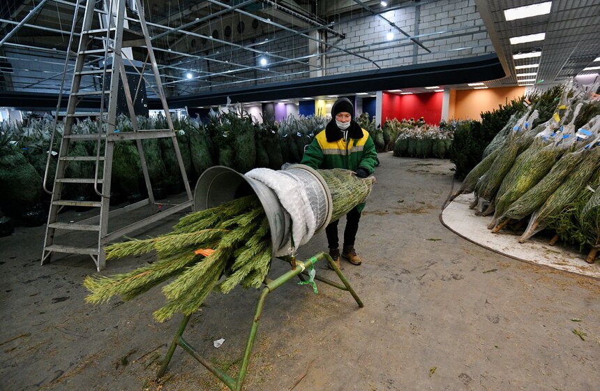 В Москве открылись елочные базары 18 фото