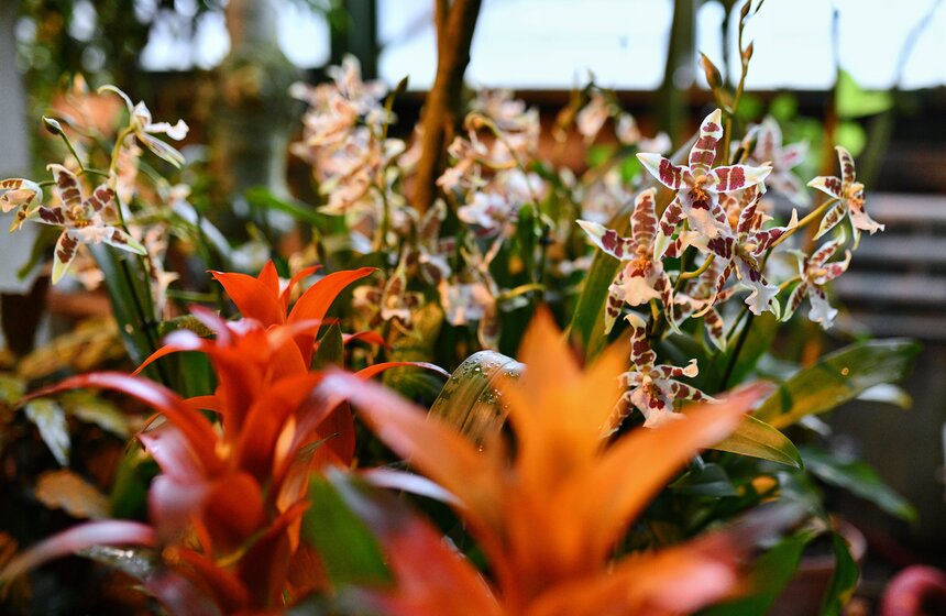 В "Аптекарском огороде" открылся фестиваль экзотических растений "Тропическая зима" 8 фото