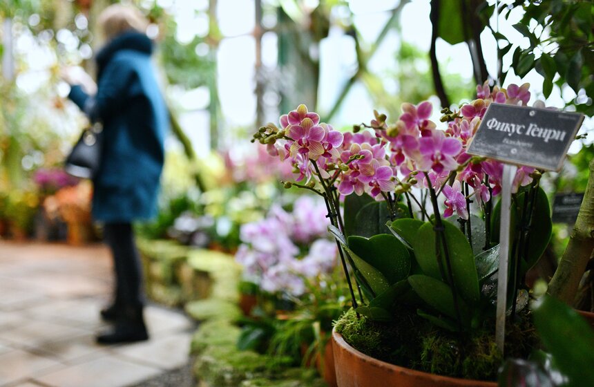 В "Аптекарском огороде" открылся фестиваль экзотических растений "Тропическая зима" 9 фото