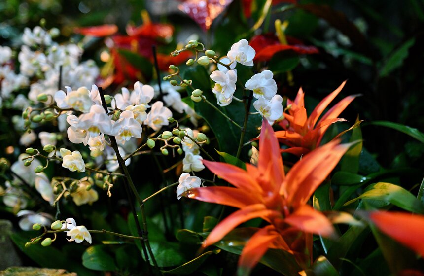 В "Аптекарском огороде" открылся фестиваль экзотических растений "Тропическая зима" 5 фото