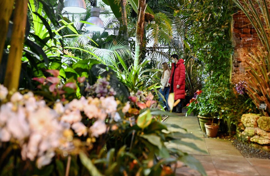 В "Аптекарском огороде" открылся фестиваль экзотических растений "Тропическая зима" 14 фото