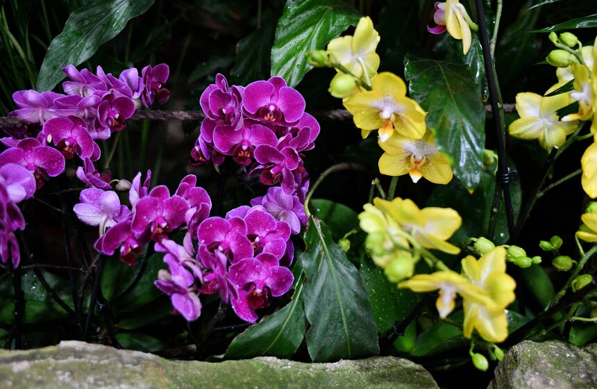 В "Аптекарском огороде" открылся фестиваль экзотических растений "Тропическая зима" 21 фото