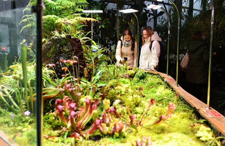 В "Аптекарском огороде" открылся фестиваль экзотических растений "Тропическая зима" 17 фото