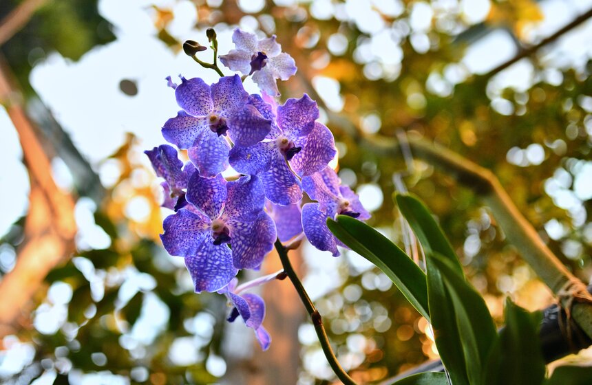 В "Аптекарском огороде" открылся фестиваль экзотических растений "Тропическая зима" 2 фото