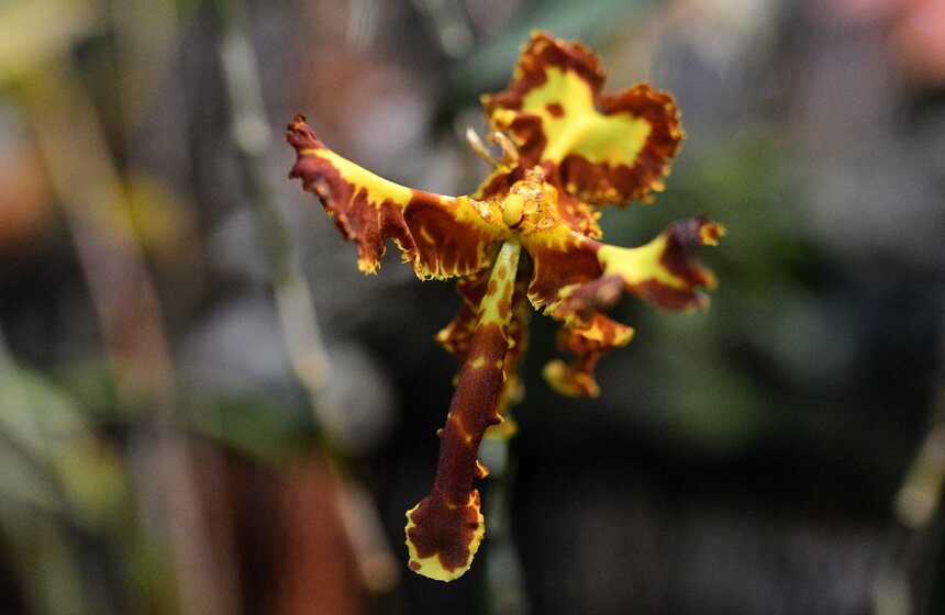 В "Аптекарском огороде" открылся фестиваль экзотических растений "Тропическая зима" 7 фото